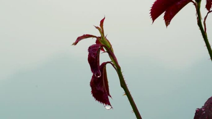 雨天场景