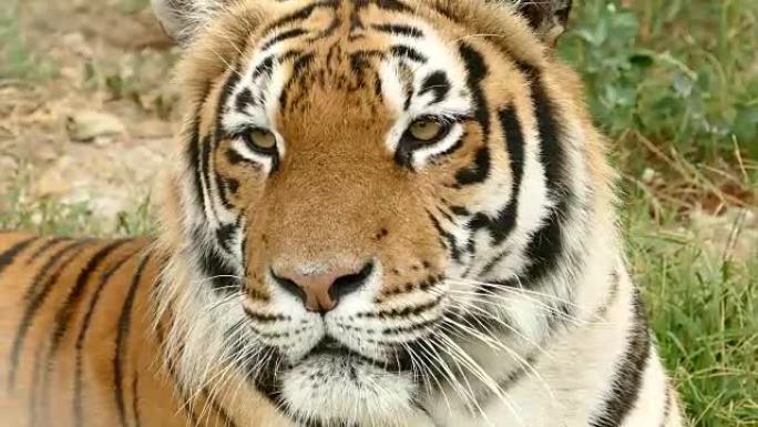 孟加拉虎特写凶猛猛兽濒危物种亚洲哺乳