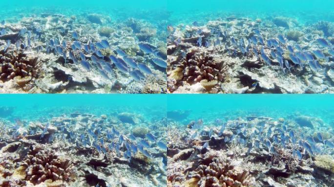 海洋中的金线萤光鱼学校 (salema porgy)