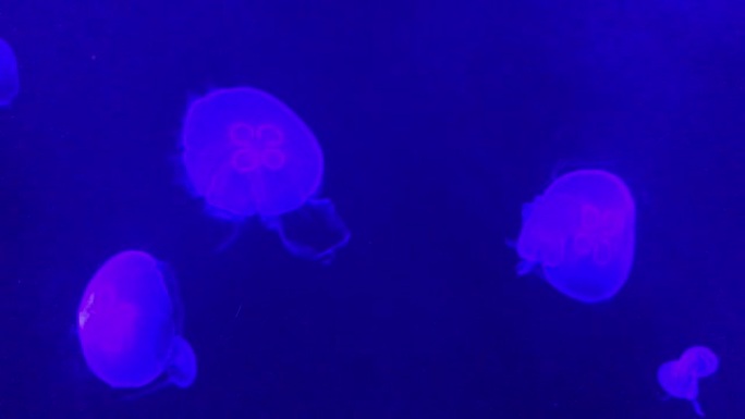 水母水母特写视频素材