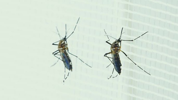 两只雌性埃及伊蚊两只雌性埃及伊蚊子病毒