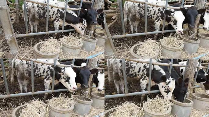 在泰国农村的当地农场吃稻草的牛