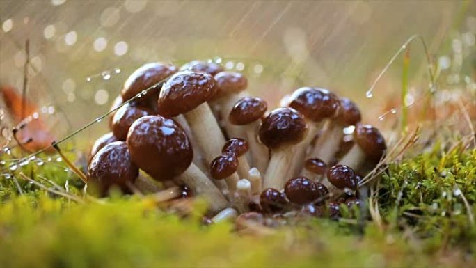 蜜环菌蜂蜜木耳蘑菇在雨中阳光明媚的森林中。