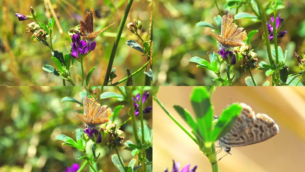草原上的蝴蝶-巴塞罗那