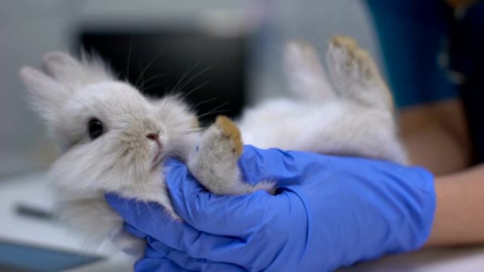兽医检查兔脚是否扭伤，诊断足皮炎，关节炎
