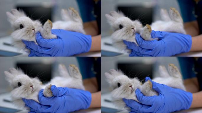 兽医检查兔脚是否扭伤，诊断足皮炎，关节炎