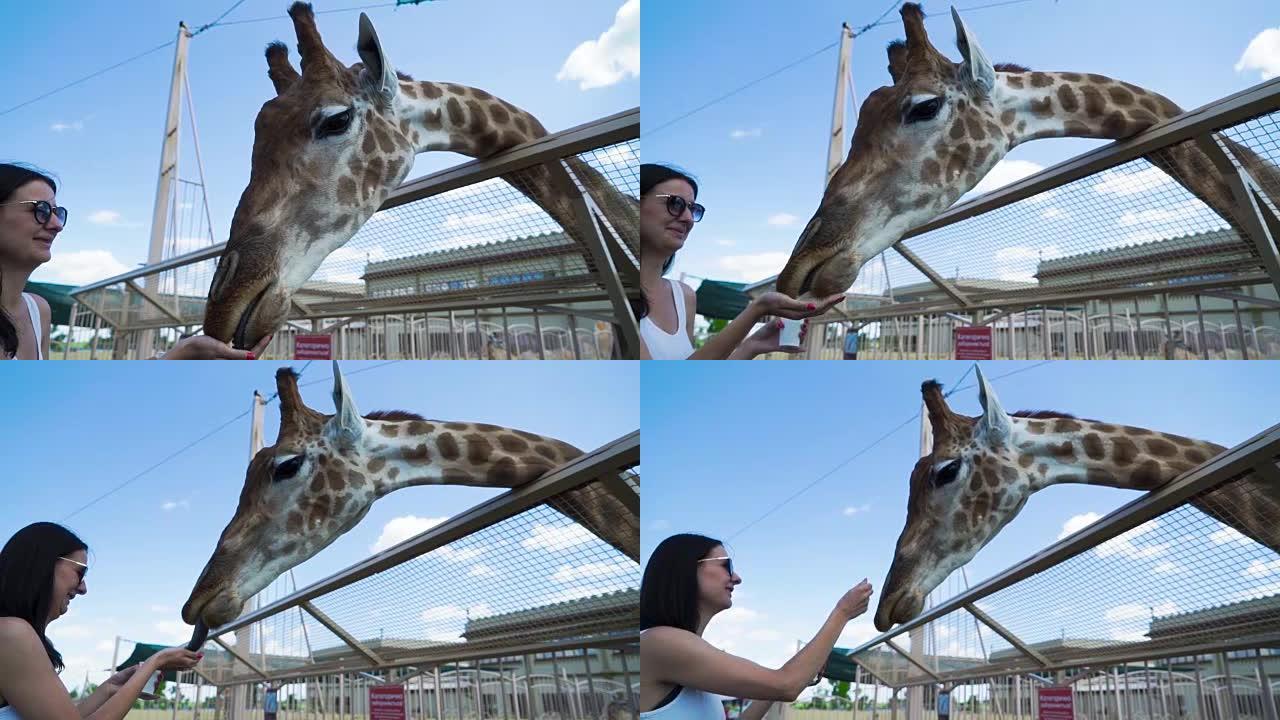 女人在联系动物园喂长颈鹿