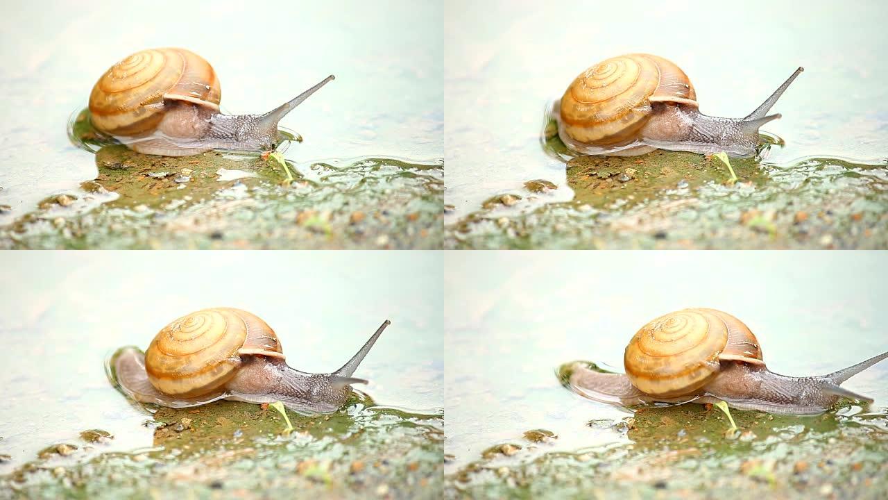 水中的蜗牛微距实拍特写展示