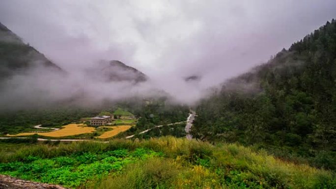 雾蒙蒙的山林雾吹拂着松树林。