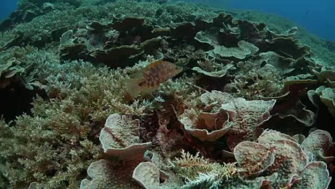 班达群岛的叶珊瑚殖民地特写