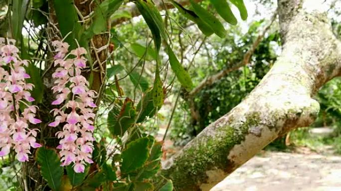 两朵兰花超高清粉花