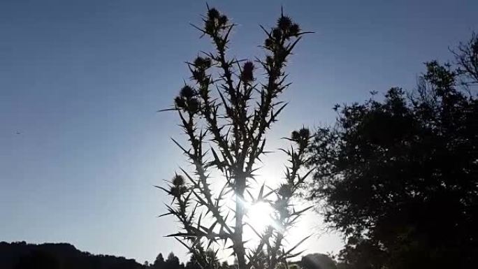 西班牙卡斯蒂利亚拉曼恰山脉田野中的背光剪影与日落
