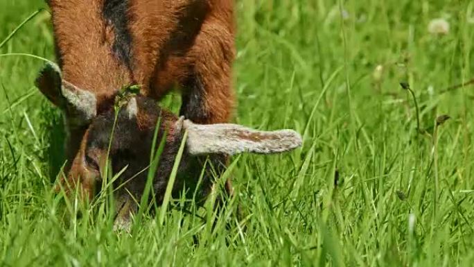 草地上的小山羊羔羊羊仔吃草