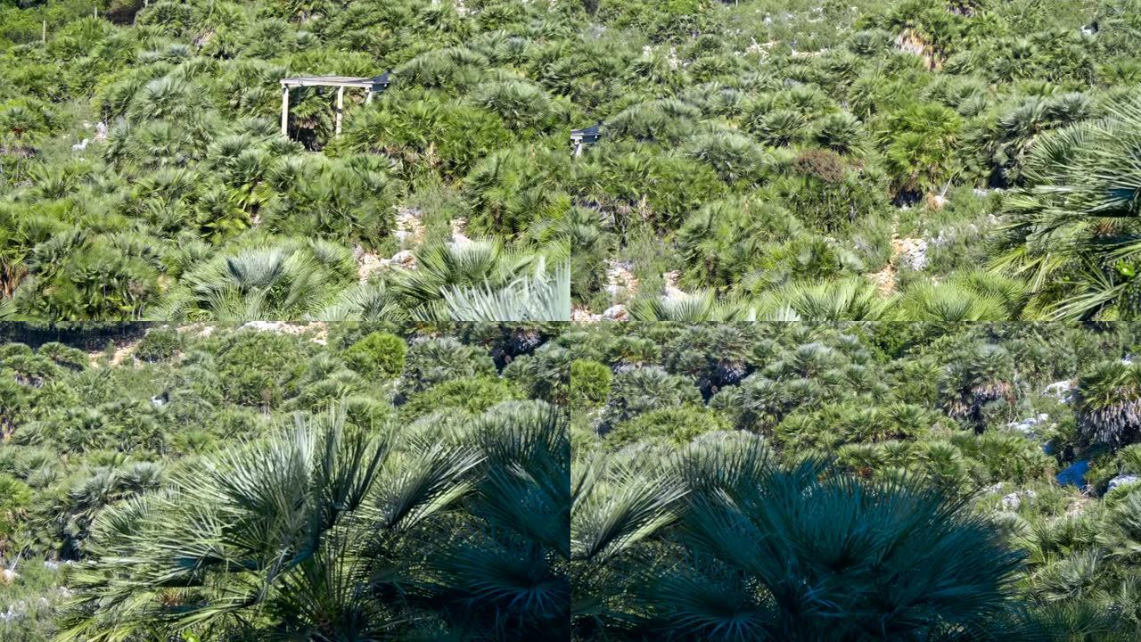 大片的棕榈树野生森林看起来非常适合异国情调的背景