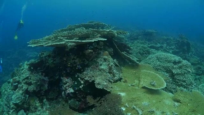 海底巨型餐桌珊瑚群落