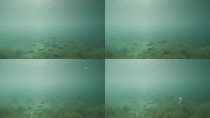 水下鳟鱼水底湖底河底河水小鱼游鱼