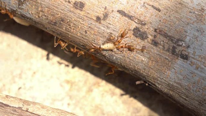 红蚂蚁在树干上争夺蠕虫