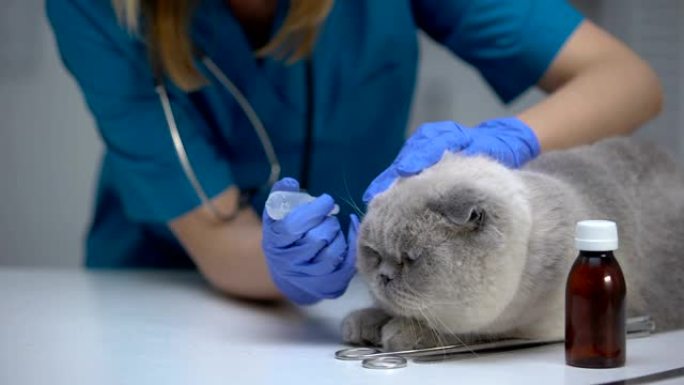 兽医用抗生素滴耳液治疗猫的螨虫，预防感染