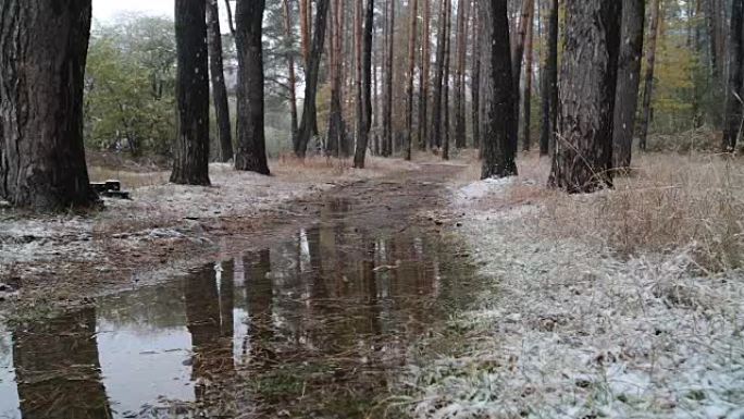 森林里的第一场雪。有水坑的路。