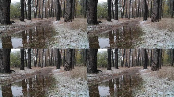 森林里的第一场雪。有水坑的路。