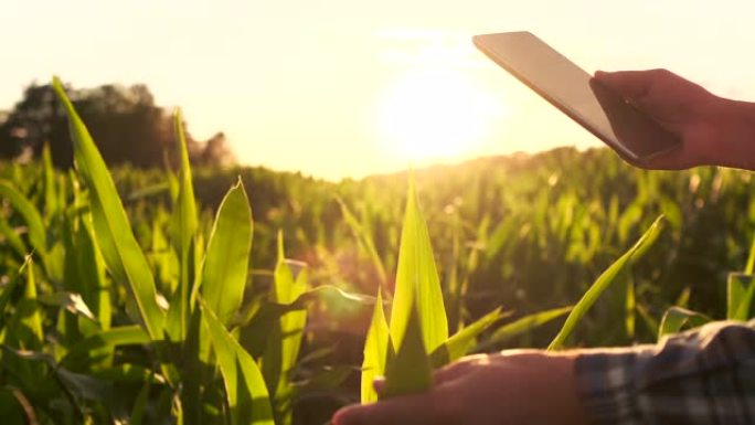 镜头耀斑特写: 农夫的手在日落时触碰田里的玉米叶，并检查正在生长的作物的质量。