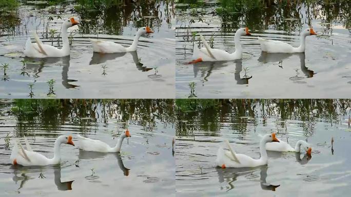 在沼泽中游泳的鹅子