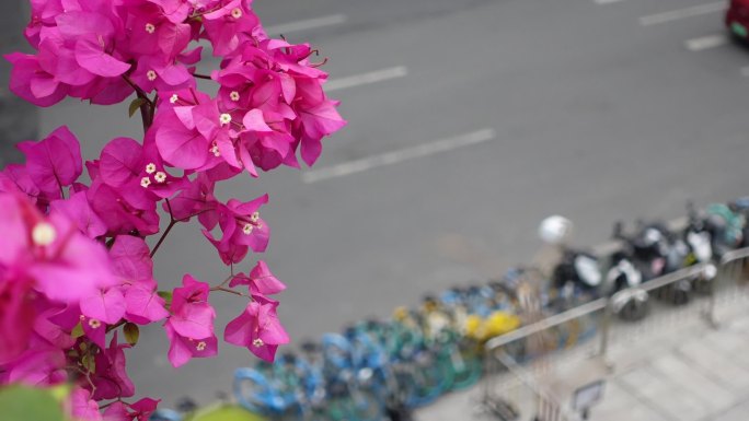实拍广州珠江新城路边共享单车
