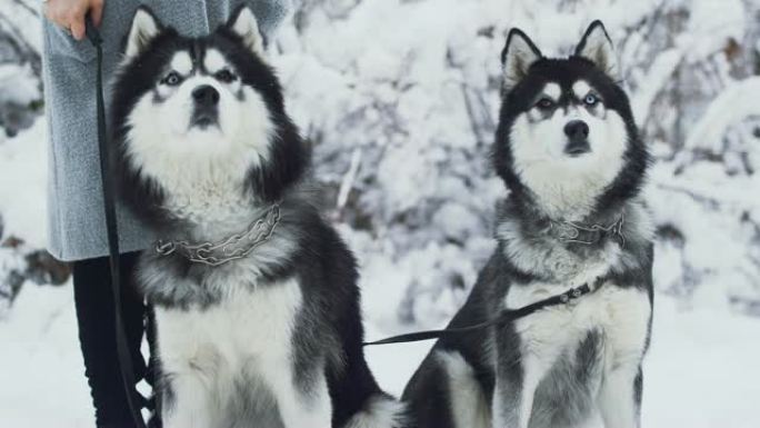 在白雪覆盖的灌木丛和树木的背景下的公园里，两只美丽的哈士奇犬坐在白雪上的铁领上。冬天在森林里散步的狗