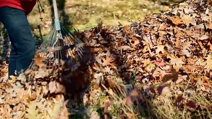 后院的秋天清理工作。高级妇女将落叶耙在一起以清除，她的狗四处走动。