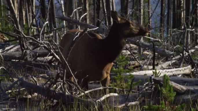 晴天，黄石国家公园的一头母牛麋鹿在森林中被倒下的树木放牧