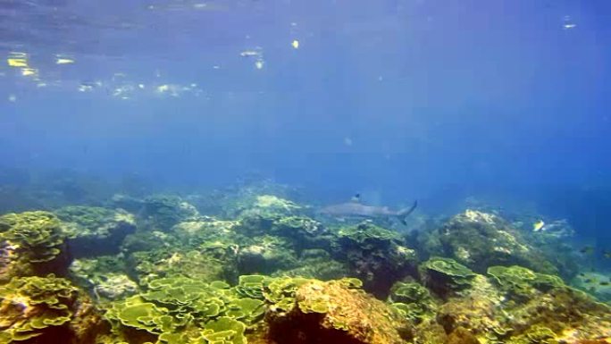黑尖礁鲨 (Carcharhinus melanopterus) 在泰国安达曼海披披群岛的珊瑚礁上近