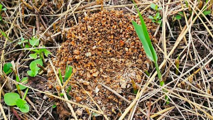 蚂蚁们正在用船舱里的小沙子建造它们的房子。