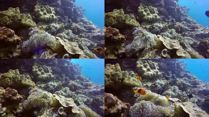 水下史诗般的自然: 罕见的番茄海葵小丑鱼 (Amphiprion ephippium)。