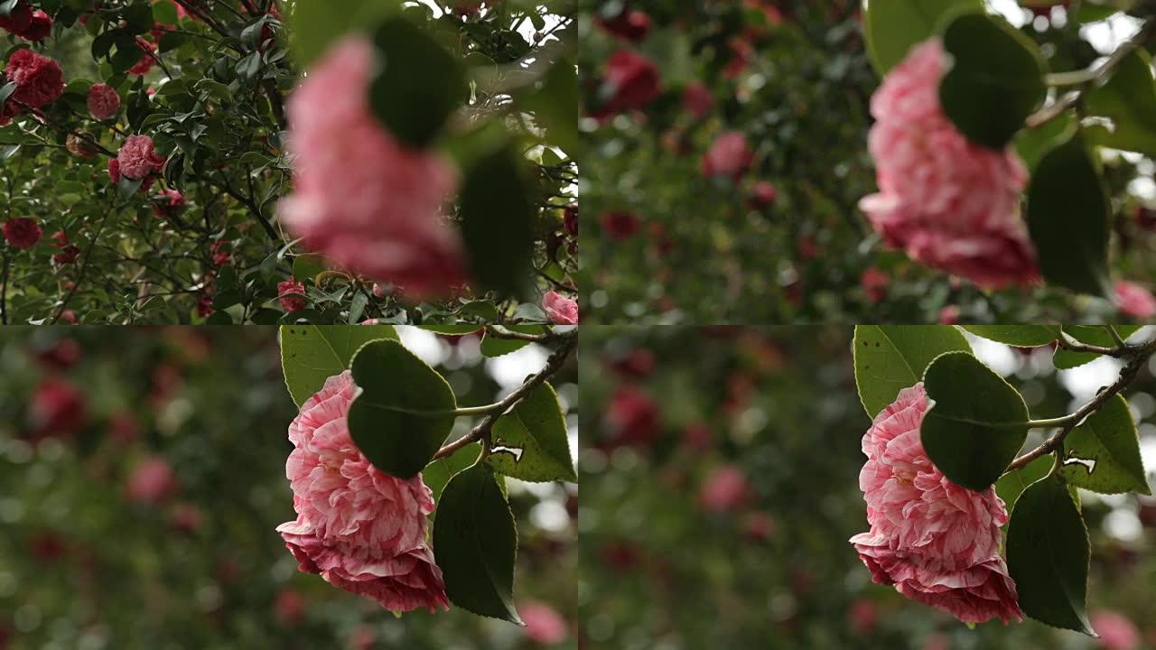 可爱的粉红色花朵盛开在树上，散发出芬芳的香气，植物园