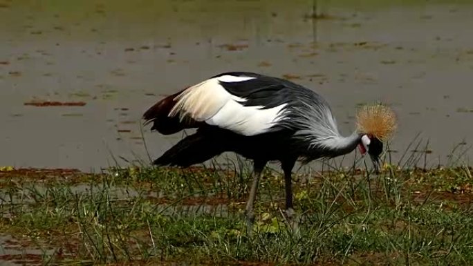 冠鹤野生动物保护生物生态飞翔飞鸟