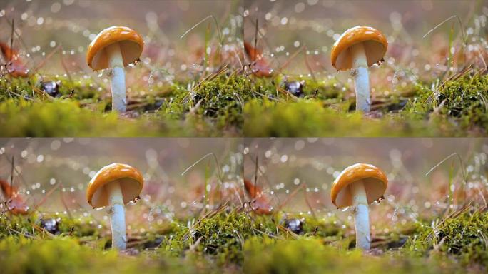 毒蝇伞，雨中在阳光充足的森林里飞木耳蘑菇。