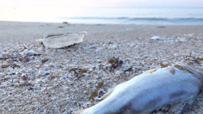 肮脏的海洋海岸与死鱼，海洋污染概念
