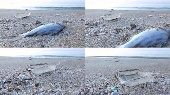 肮脏的海洋海岸与死鱼，海洋污染概念