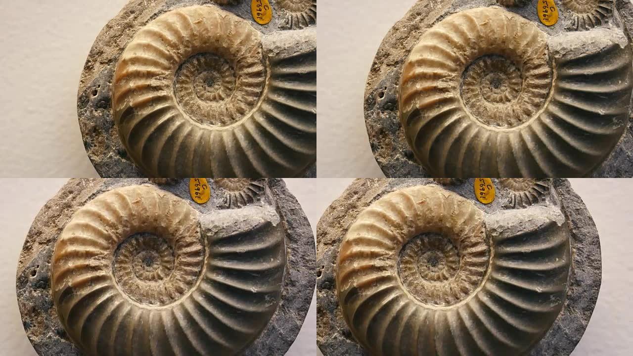 化石和菊石特写平移镜头