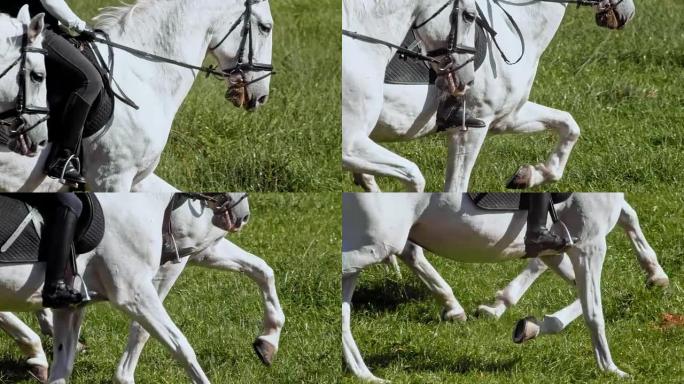 SLO MO TS两匹白马与骑手在阳光明媚的草地上小跑