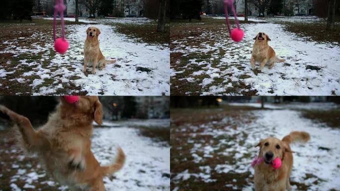棒极了有趣的金毛猎犬狗在户外玩粉色球玩具