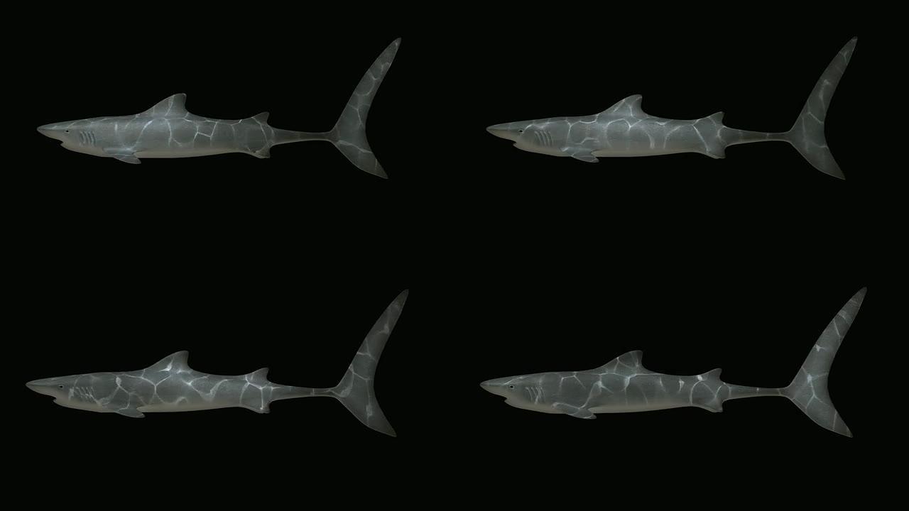 鲨鱼系列1循环鲨鱼