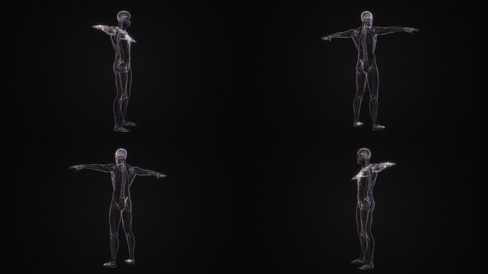 人体骨骼x射线 | Loopab