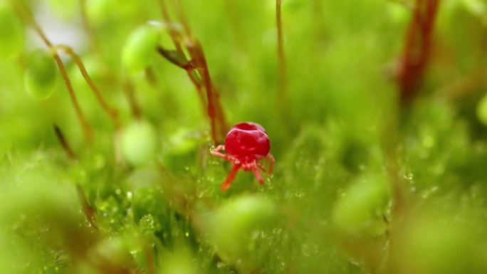 Trombidiidae被称为红色天鹅绒螨，真正的天鹅绒螨或雨虫，是在土壤垃圾中发现的蜘蛛，以其鲜红