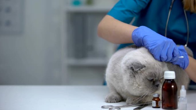 兽医清洁猫耳以防止感染，螨虫治疗，卫生程序