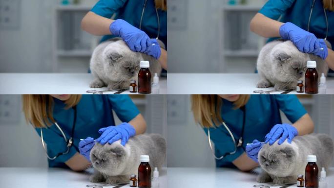 兽医清洁猫耳以防止感染，螨虫治疗，卫生程序