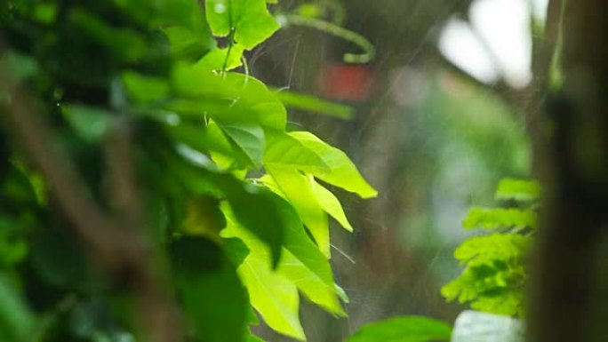 在泰国清迈府的绿色植物上下雨