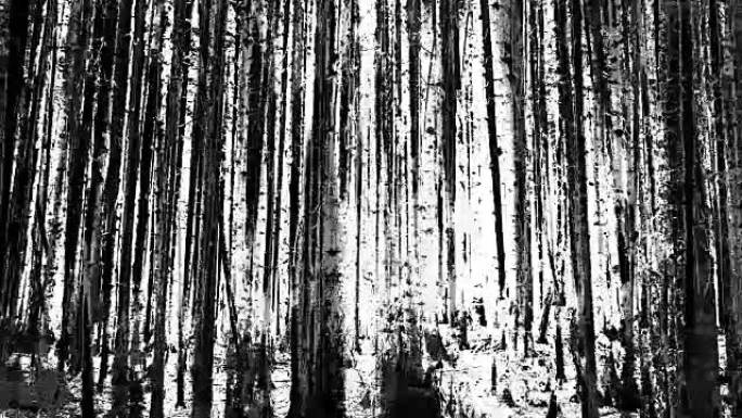 森林-白色背景 (淡出)