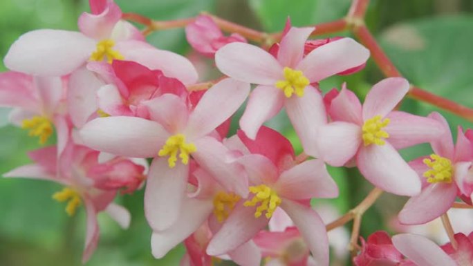 夏威夷生长的粉红色秋海棠花