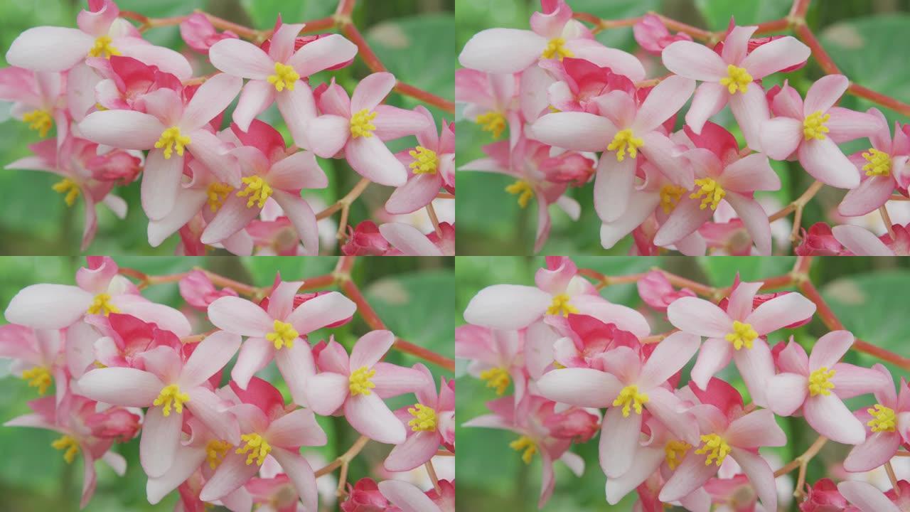 夏威夷生长的粉红色秋海棠花